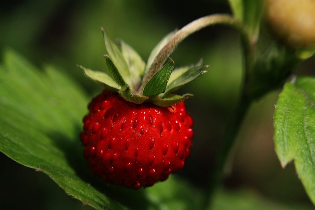 wild-strawberry-5332677_640