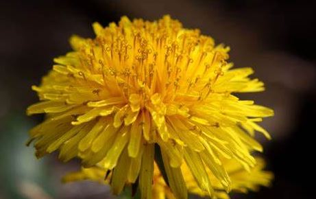 Dandelion