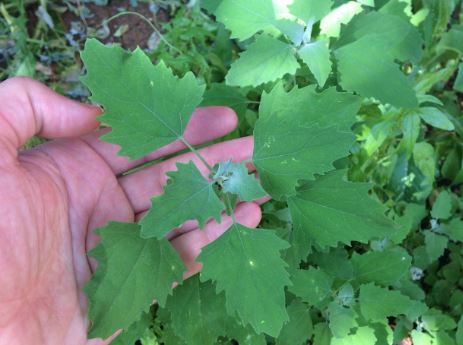 Lambs-Quarters