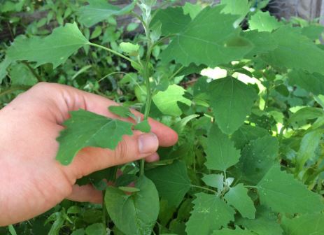 Lambs-Quarters1