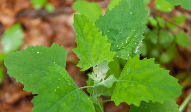 Lambs-Quarters2