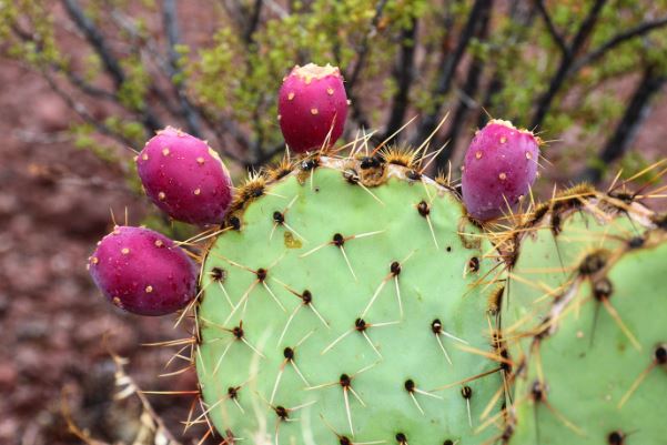 Prickly-Pear-Cactus