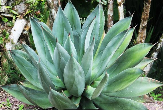 agave