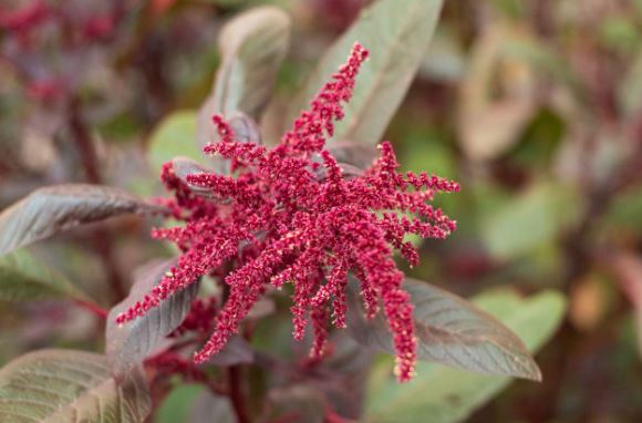 amaranth1