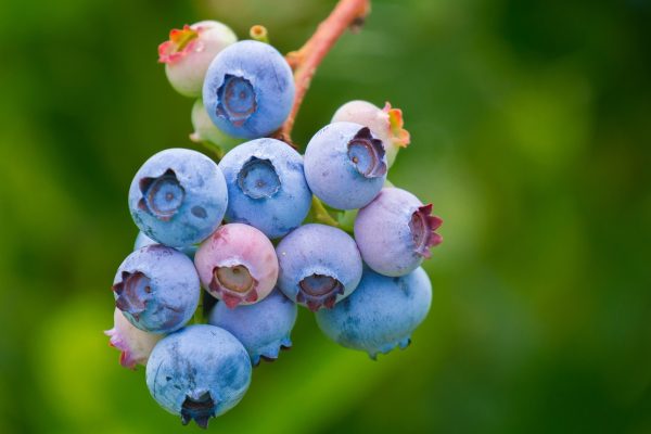 blueberries-3513547_1280