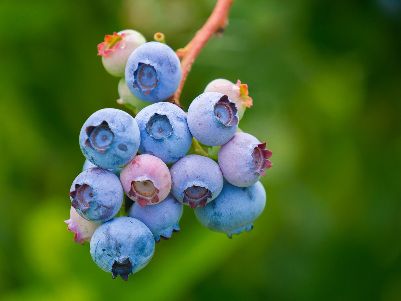 blueberries-3513547_1280