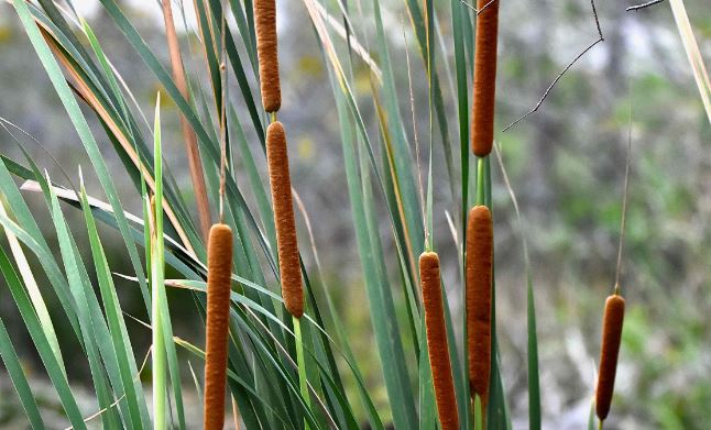 cattail