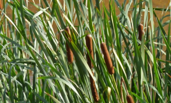 cattail2