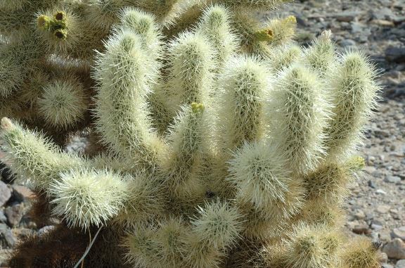 cholla