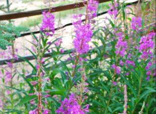 fireweed1