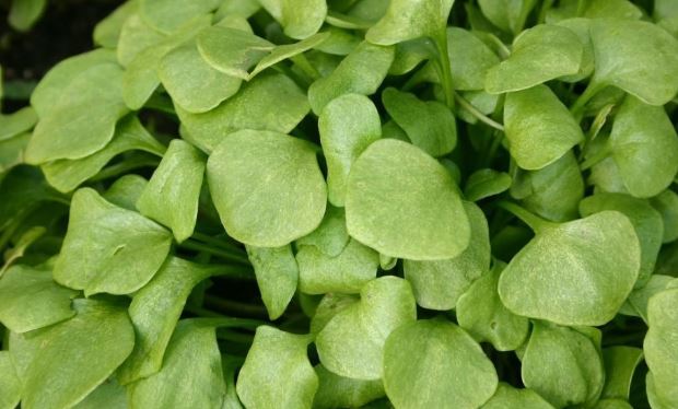 miners-lettuce