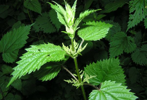 nettles1