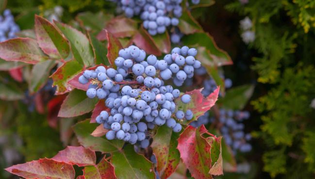 oregon-grape