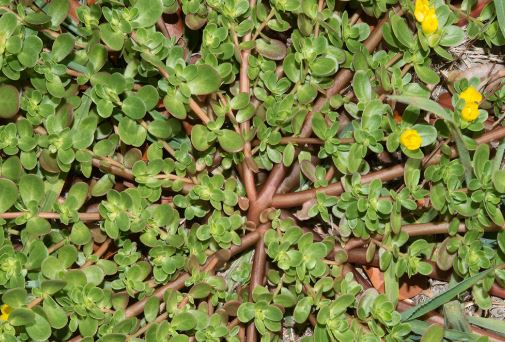 purslane