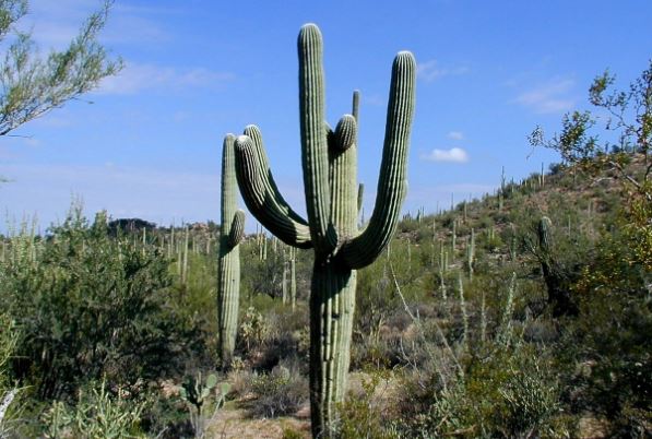 saguaro