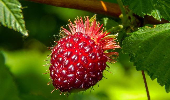 salmonberry