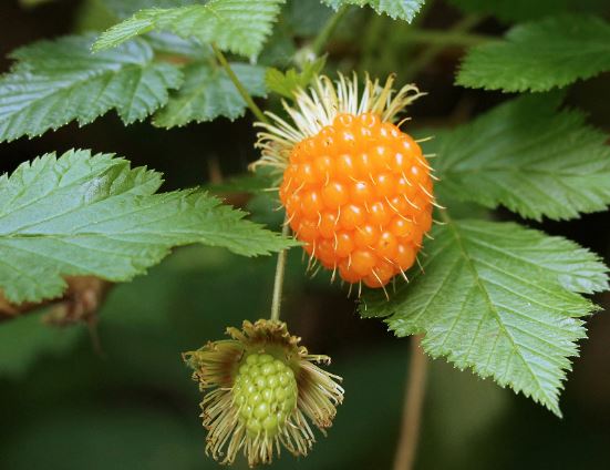 salmonberry1