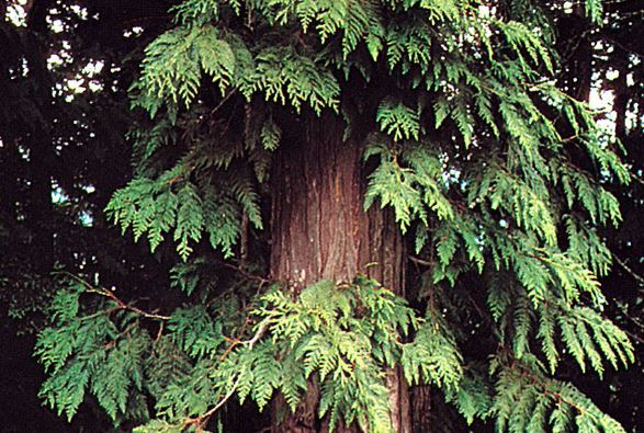 western-red-cedar