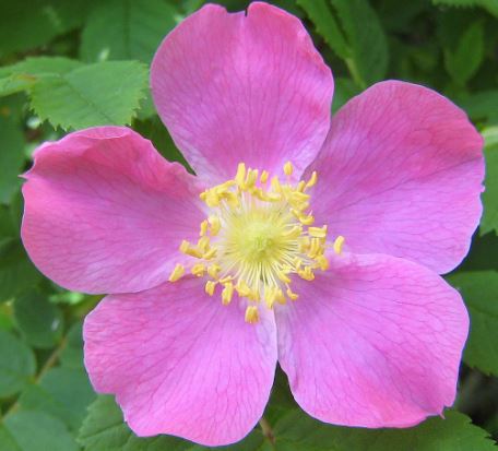 wild-rose2