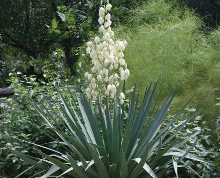 yucca