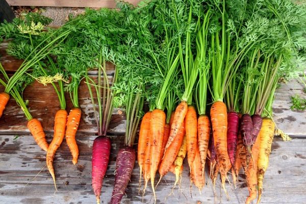carrot-2743498_640
