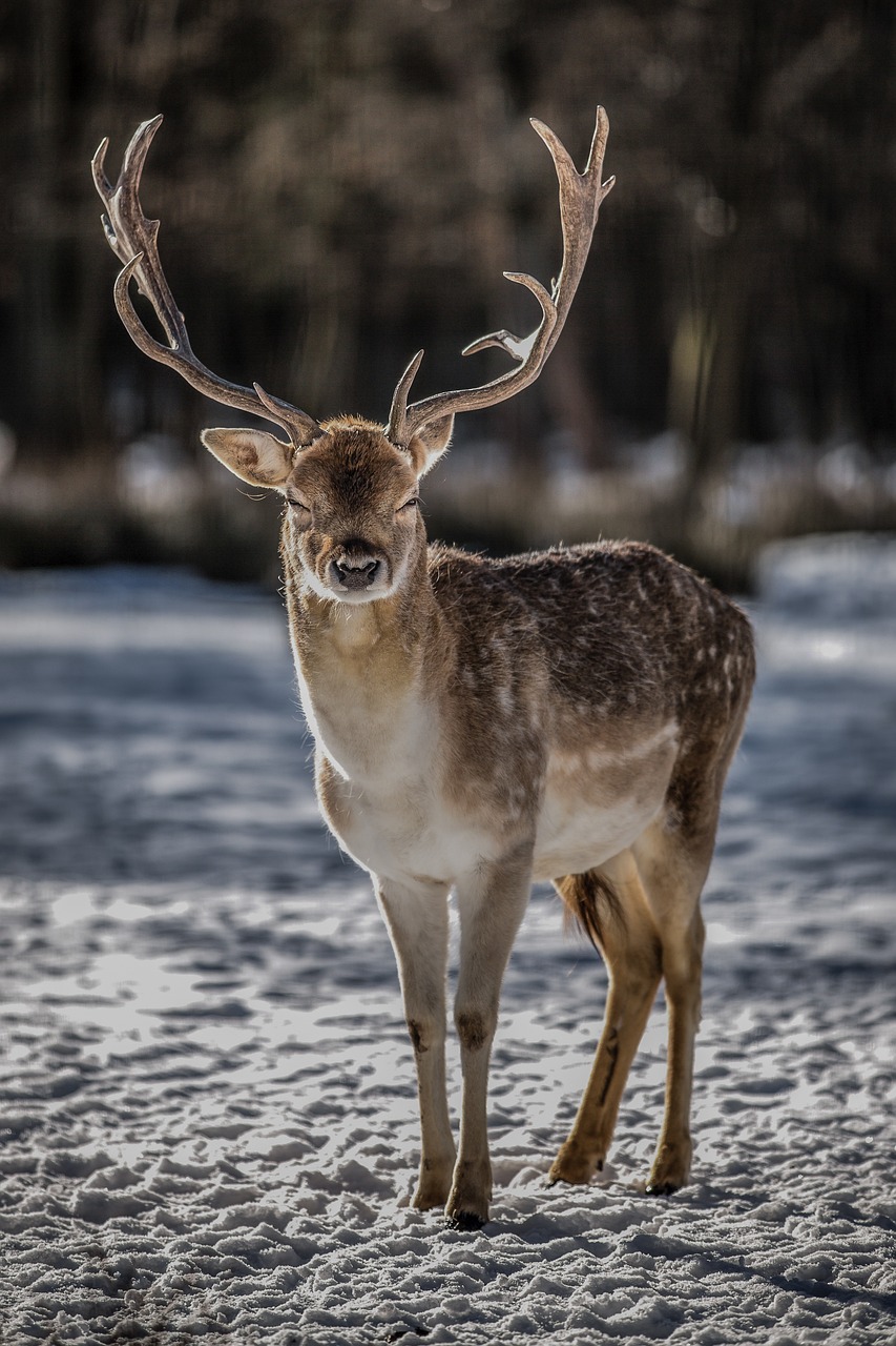 deer-5148320_1280