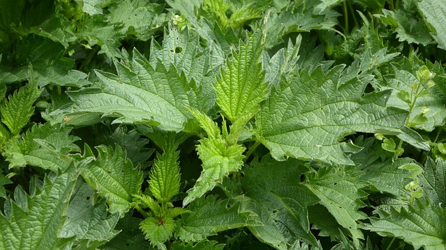 nettle-754385_640