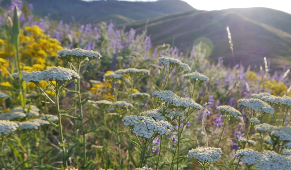 yarrow