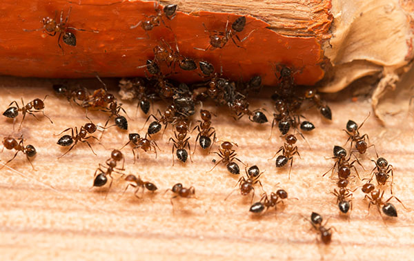 Ants-on-a-wooden-background-1