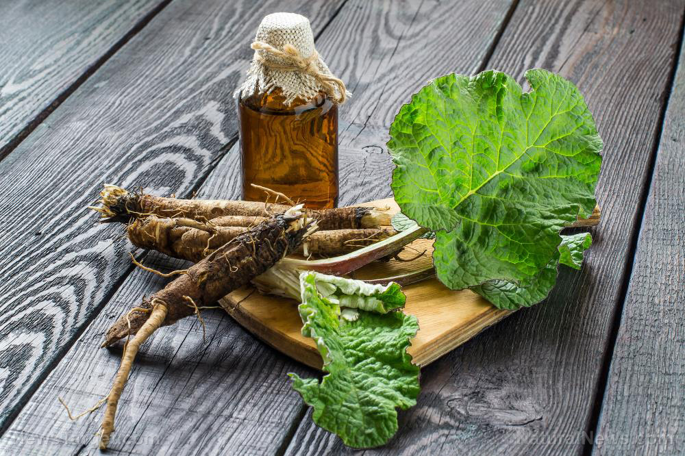 Burdock-Root-Medicine-Ayurveda-Natural-Arctium-LappaX2xOczF