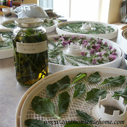 How-To-Make-Your-Own-Homegrown-Medicinals-2