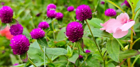 Screenshot-2026-02-06-074618