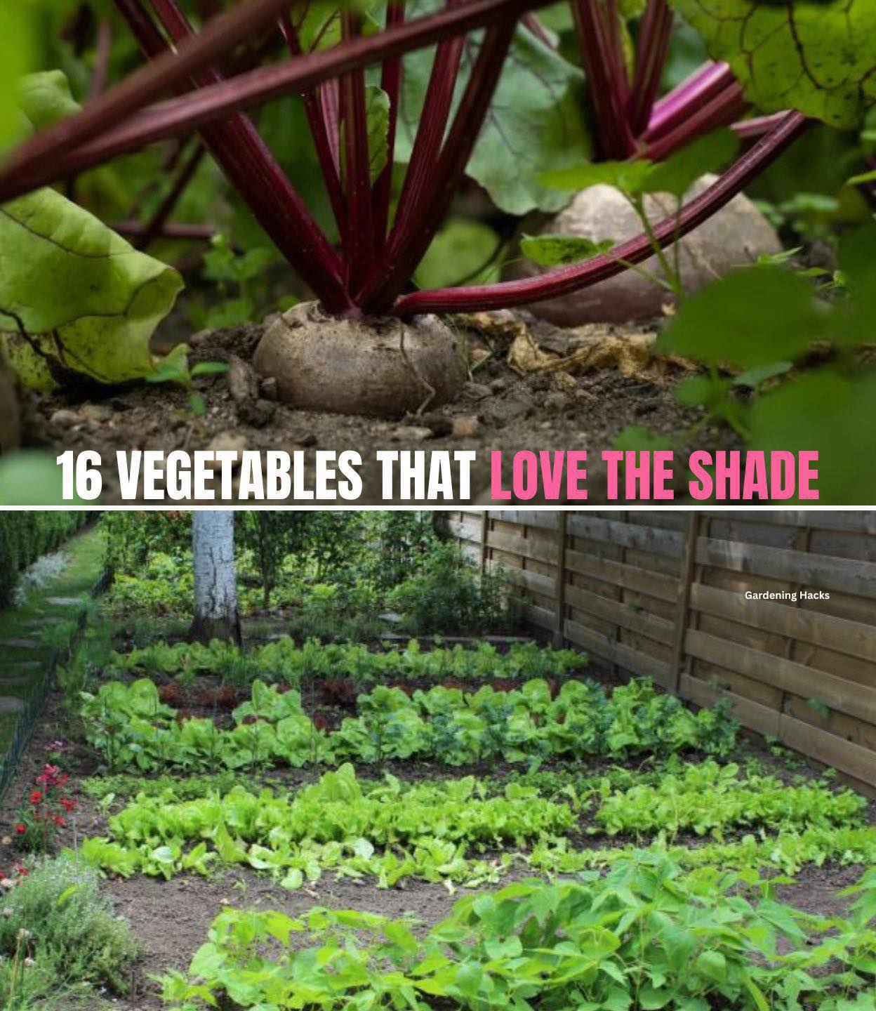 🌿🌤️ 16 Vegetables That Love the Shade