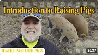 Big Ag Corporations HATE Us For Raising Pigs Like This!