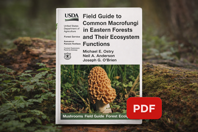 Field Guide to Common Macrofungi in Eastern Forests and Their Ecosystem Functions