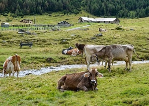 cows-300