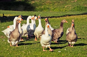 ducks-300